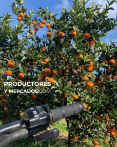 citrus fabrello campo productoresymercados