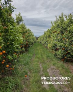 citrus fabrello campo productoresymercados