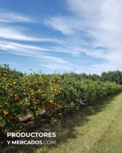 citrus fabrello campo productoresymercados