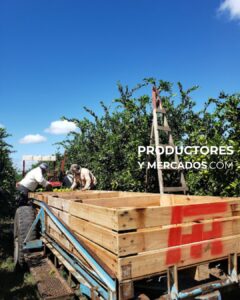 recolecta naranjas citrus fabrello