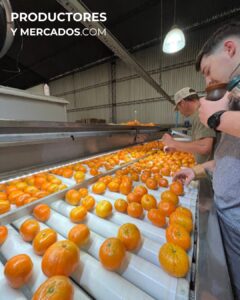 empaque naranjas citrus fabrello productoresymercados
