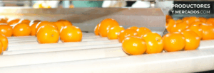 naranjas cocico calidad