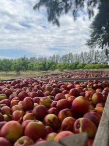 campo nando productores