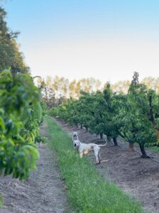 campo nando productores