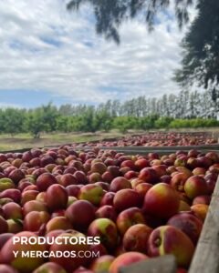 campo nando productores