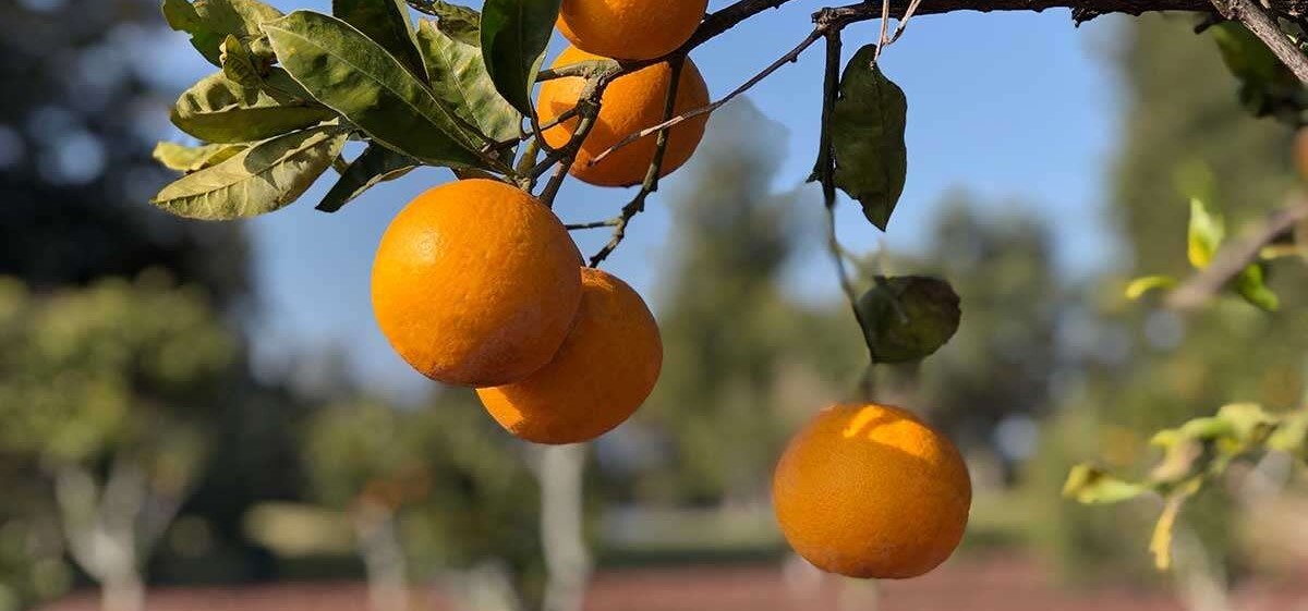 citrus-fabrello-srl