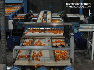cocico produccion empaque naranjas productoresymercados