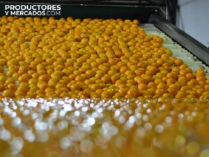 cocico produccion empaque naranjas productoresymercados
