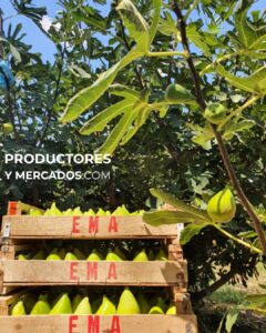 higos ema produccion productos nando productores y mercados bultos cajon