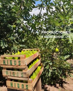 higos ema produccion productos nando productores y mercados cajon