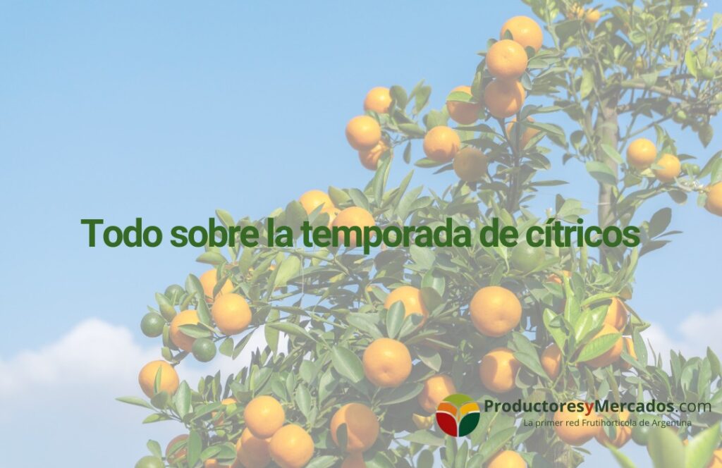 Todo sobre temporada de citricos productores y mercados
