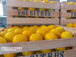 cajon de limones empaques calidad pallets productoresymercados tricitrus