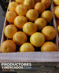 naranjas de tricitrus calidad productoresymercados