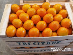 cajon de mandarinas empaques calidad pallets productoresymercados tricitrus