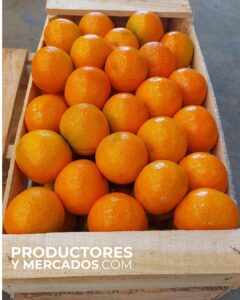 mandarinas de calidad tricitrus para productoresymercados