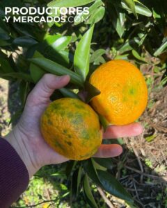 mandarinas de calidad tricitrus para productoresymercados