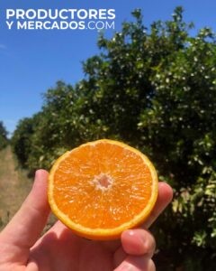 naranjas jugosa calidad buena de campo para productoresymercados