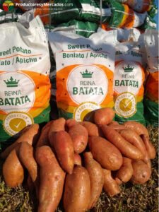 reina batata chacra prductores y mercados