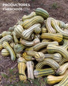 calabaza transporte don valdez