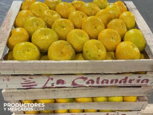 variante mandarina criolla la calandria productores y mercados empaque