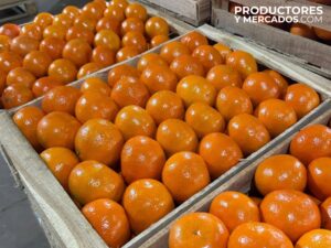 mandarinas empaque cajon de la calandria mercado
