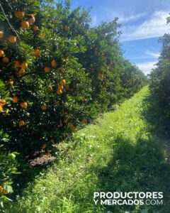 campo verde limpio campo de la calandria cosecha mandarinas y naranjas productoresymercados