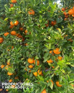 campo de la calandria cosecha mandarinas y naranjas productoresymercados