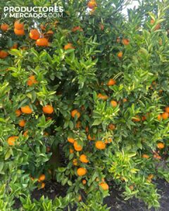 campo de la calandria cosecha mandarinas y naranjas productoresymercados