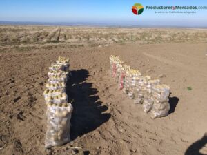 chacra mercado y productores papas transporte camion