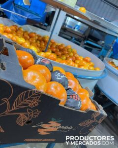 empaque de mandarinas naranjas en la calandria