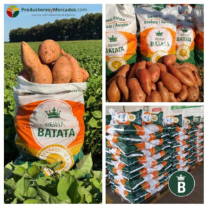 reina batata chacra prductores y mercados
