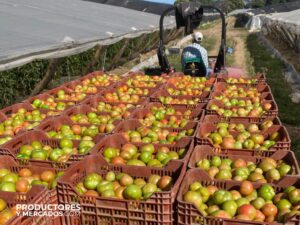 Cosecha de tomates,frescos, de calidad en produtores y mercados finca la japonesa