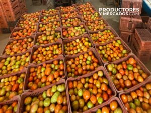 tomate de invernadero en bines finca la japonesa productores y mercados