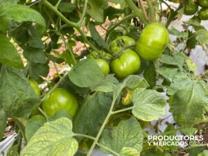 plantacion de tomates finca la japonesa,calidad y cuidados