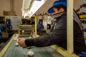 Nuevo Sol SLR en productores y mercados empaque de ajo agroexportador