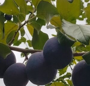 arandanos productores y mercados frutas brevi calidad empaque