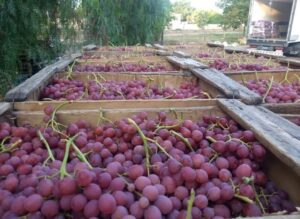 Uvas frescas de calidad Villasanti productos agrícolas. Bodega, empaque de frutas y frigorífico. productores y mercados