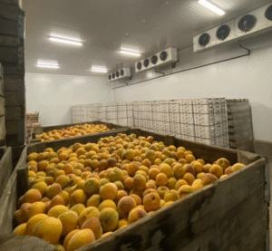 Villasanti productos agrícolas. Bodega, empaque de frutas y frigorífico. productores y mercados