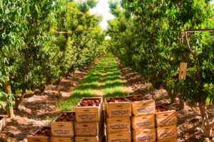 Spotfrut de Mendoza argentina mercados productores y mercados galpon uvas frescas