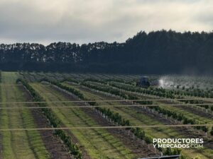 campos fumigacion villar del mar