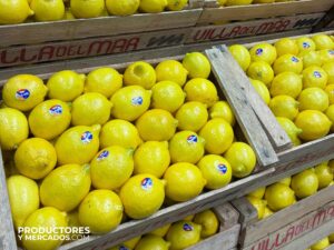 limones premium villa del mar mercado central